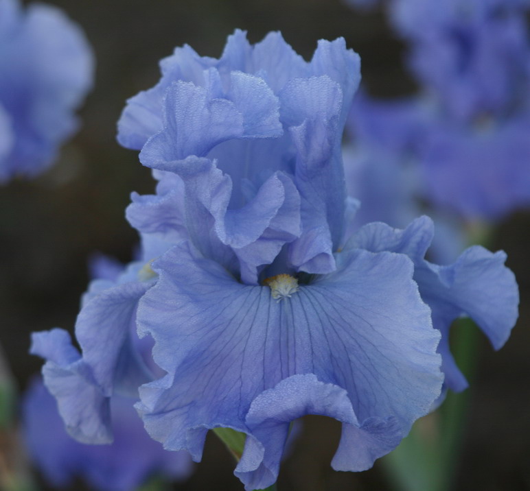 ASTRO BLUE